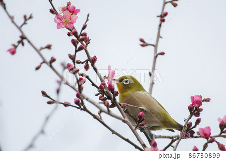 紅梅とメジロの構図は早春をイメージさせる 紅梅とメジロの構図は早春をイメージさせる 86730899