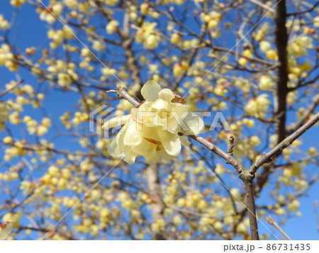 冬に咲く蝋のような半透明の花 蝋梅 の写真素材 冬に咲く蝋のような半透明の花 蝋梅 の写真素材