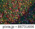 落ち葉の絨毯 86731606