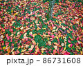 落ち葉の絨毯 86731608