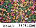 落ち葉の絨毯 86731609