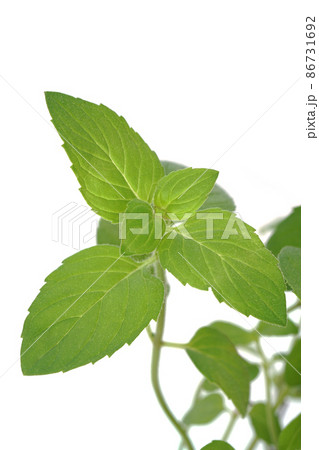 ヒラリーズスイートレモン ヒラリーズスイートレモン 86731692