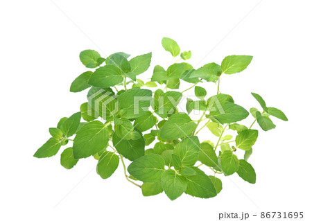 ヒラリーズスイートレモン 86731695