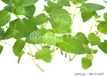 ヒラリーズスイートレモン ヒラリーズスイートレモン 86731697