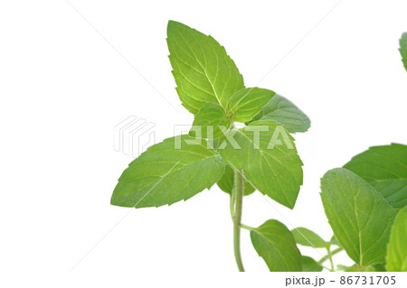 ヒラリーズスイートレモン 86731705