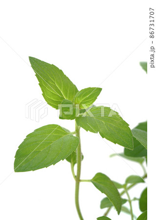 ヒラリーズスイートレモン 86731707