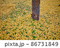 イチョウの絨毯 86731849