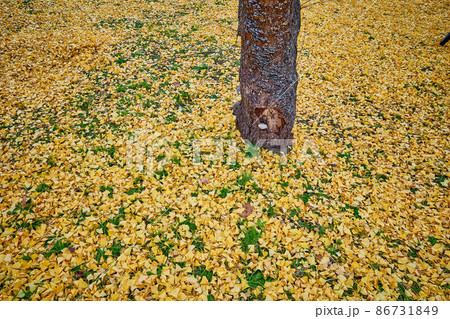 イチョウの絨毯 86731849