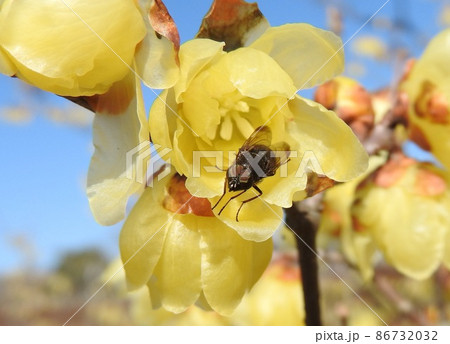 蝋梅の花に来たツマグロキンバエ（オス） 86732032