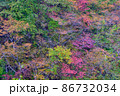 錦秋の山 86732034