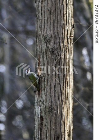 明治神宮や高尾山の森でも見られる身近な野鳥 緑色と赤が美しいキツツキのアオゲラの写真素材