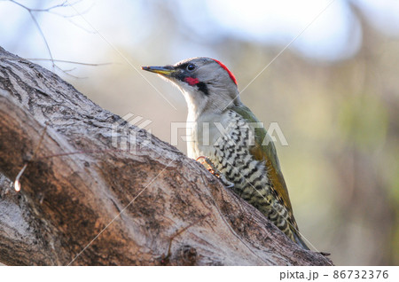 明治神宮や高尾山の森でも見られる身近な野鳥、緑色と赤が美しいキツツキのアオゲラ 86732376