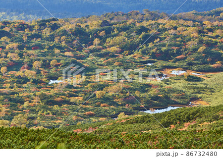北海道　旭岳の紅葉 86732480
