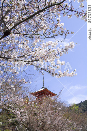 清水で見た春 86732855