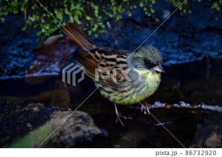 明治神宮や大阪城公園等冬に身近な公園で、夏は高原で見られる緑と黄色の鮮やかな小鳥アオジ 86732920
