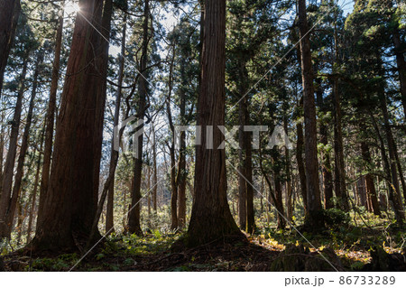 【長野県】　戸隠神社　奥社 86733289