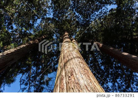 【長野県】 戸隠神社 奥社 【長野県】 戸隠神社 奥社 86733291