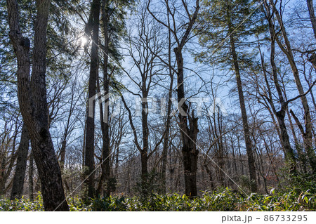 【長野県】　戸隠神社　奥社 86733295