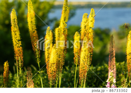 Foxtail lilies. Desert Candles, Eremurus. Foxtail lilies. Desert Candles, Eremurus. 86733302