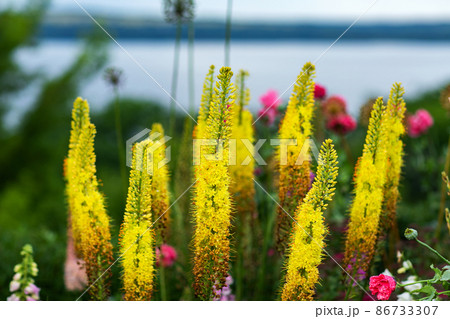 Foxtail lilies. Desert Candles, Eremurus. Foxtail lilies. Desert Candles, Eremurus. 86733307
