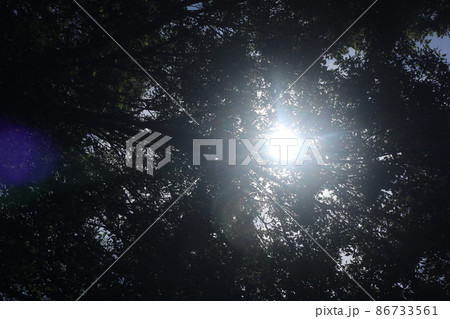 森に差し込む太陽の光1 森に差し込む太陽の光1 86733561