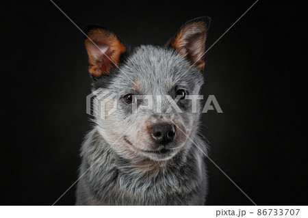 Close up portrait of australian cattle dog or blue heeler breed dog isolated on black background 86733707
