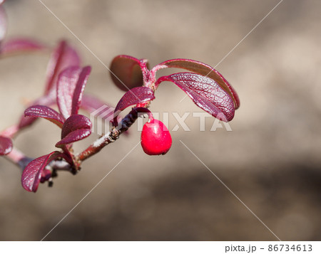 紅い実をつけるカマツカコケモモ 86734613