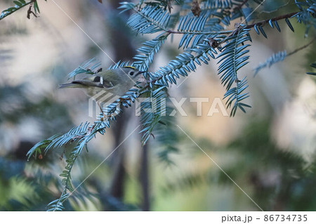 カヤの木に止まるキクイタダキ 86734735