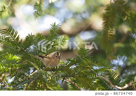 カヤの木に止まるキクイタダキ 86734740