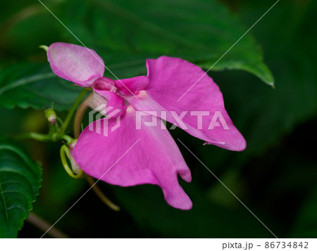 桃色のインパティエンス・スツルマニィ 86734842