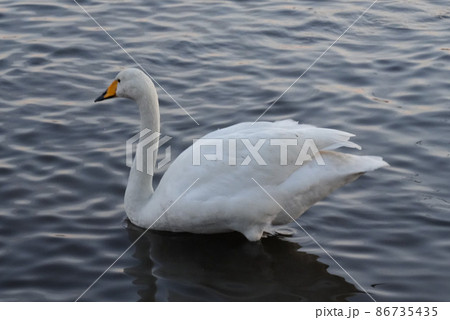 白鳥の湖 白鳥の湖 86735435
