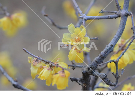 蝋梅の花　ろうばい　ロウバイ 86735534