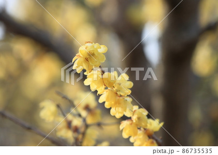 蝋梅の花 ろうばい ロウバイ 蝋梅の花 ろうばい ロウバイ 86735535