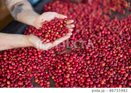 african workers are picking out fresh coffee beans at washing station 86735982