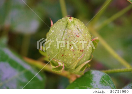 ワタ　綿　洋ワタ　コットン　綿花　植物　 86735990