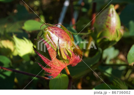 ワタ　綿　洋ワタ　コットン　綿花　植物　 86736002