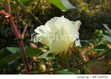 ワタ　綿　洋ワタ　コットン　綿花　植物　 86736003