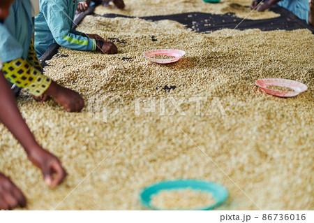 african workers are picking out fresh coffee beans at washing station african workers are picking out fresh coffee beans at washing station 86736016