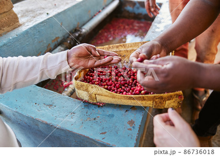african workers are picking out fresh coffee beans at washing station african workers are picking out fresh coffee beans at washing station 86736018