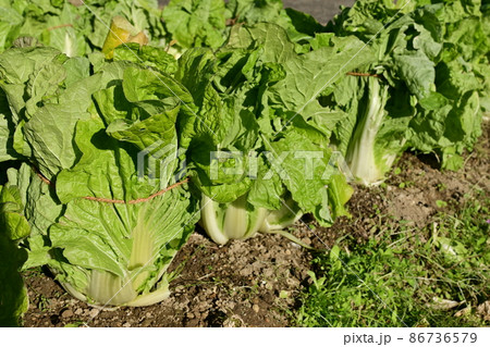 畑と収穫前のハクサイ(白菜) 畑と収穫前のハクサイ(白菜) 86736579