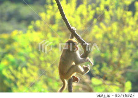 a Monkey at hong kong, Kam Shan Country Park 86736927