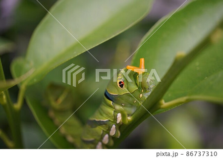 ナミアゲハ　並揚羽　アゲハ　チョウ　幼虫　五齢幼虫　終齢幼虫　臭角 86737310