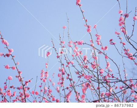 梅の花13　ピンク 86737982