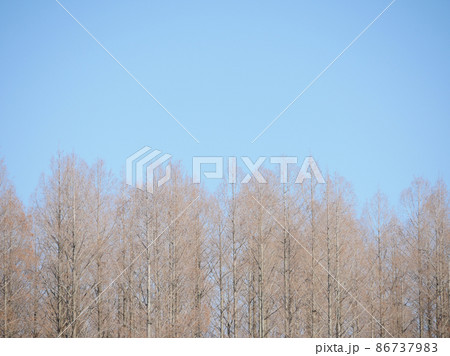 冬の空3　メタセコイア 86737983