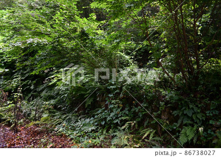 綺麗な緑の鬱蒼と茂る森の風景 86738027