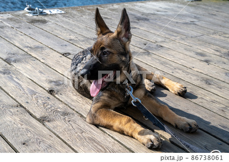 A four month old German Shepherd puppy lay down on a wooden deck 86738061