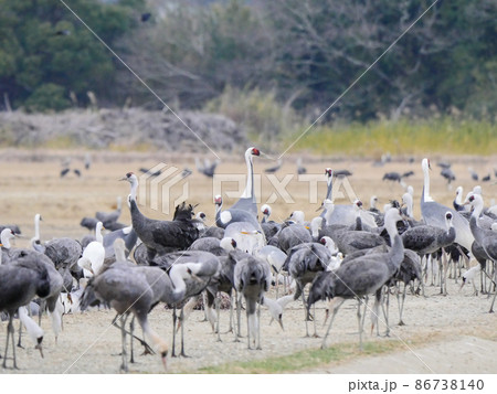 ツルの飛来地1 86738140