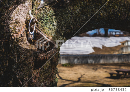 公園の忘れ物 86738432