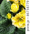 bright flowers macro photo. Macro photo in a summertime. 86738779
