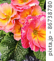 bright flowers macro photo. Macro photo in a summertime. 86738780